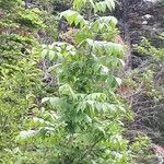 Fraxinus nigra Feuille