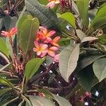 Plumeria rubra List