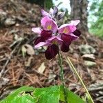 Pueraria montana 花