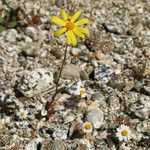 Senecio californicus Habit