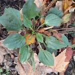 Plantago major Hábito