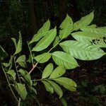 Trichilia surinamensis Leaf