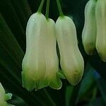 Polygonatum odoratum Flor
