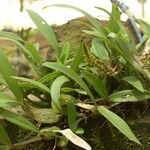 Bulbophyllum resupinatum Pokrój