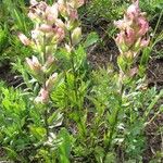 Castilleja parviflora Хабит