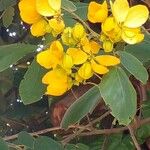 Senna macranthera Flower