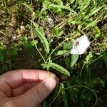 Convolvulus equitans Hoja