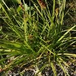 Carex vulpina Folha