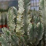 Euphorbia ammak Corteccia