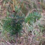 Abies bornmuelleriana Feuille