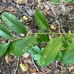 Capparis flexuosa Leaf