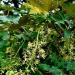 Acer tataricumVrucht