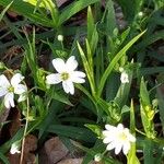 Moehringia ciliata Habit