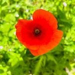 Papaver argemoneFlower