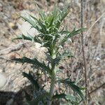 Carlina lanata Corteccia