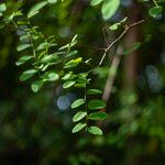 Synostemon glaucusList