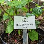 Salvia glabrescens Други