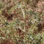 Argemone pleiacantha Hoja
