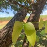 Colophospermum mopane 叶