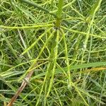 Equisetum palustre Blad