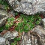 Saxifraga hypnoides Φύλλο