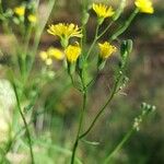 Crepis pulchraVirág