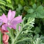 Malva tournefortiana Blüte