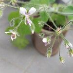 Pelargonium odoratissimumBloem