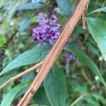 Buddleja lindleyana Rusca