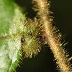 Hirtella physophora Otro