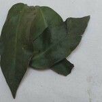 Pereskia aculeata 葉