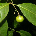 Bourreria costaricensis 果實