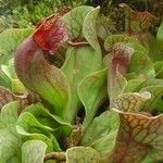 Sarracenia purpurea Elinympäristö