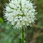 Dipsacus pilosus Flower