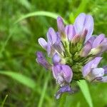 Astragalus danicus Flower