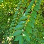 Ligustrum sinense Folha