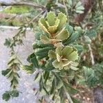 Banksia praemorsa Leaf