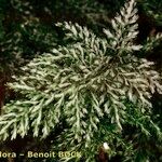 Vandenboschia speciosa Агульны выгляд