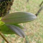 Bulbophyllum occultum List