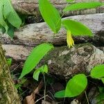Uvularia perfoliata Blomma