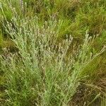 Gutenbergia rueppellii Hábito