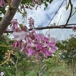 Gliricidia sepium Flower