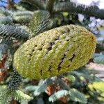 Abies procera Плід