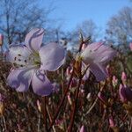 Rhododendron pentaphyllum Цвят