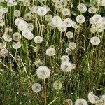 Taraxacum erythrospermum 果