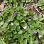 Viola × melissifolia Flower