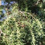 Juniperus oxycedrusপাতা