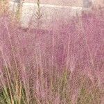Muhlenbergia capillarisLeaf