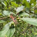 Cornus racemosa Frucht