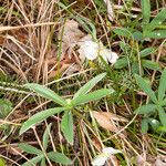 Potentilla alba Hábito